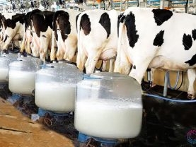Indian dairy sector-Slowly changing its course with technology interventions
