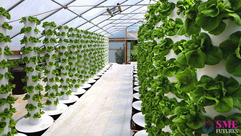 Indians building businesses on hydroponics, can it usher to new green revolution