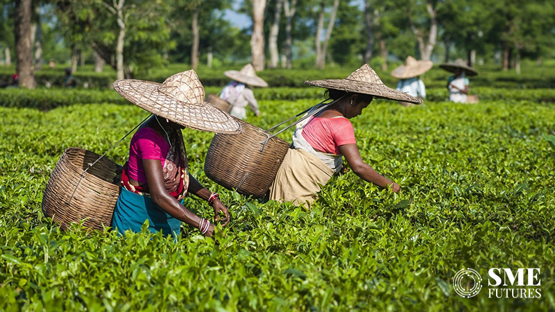 minimum wage for assam tea workers
