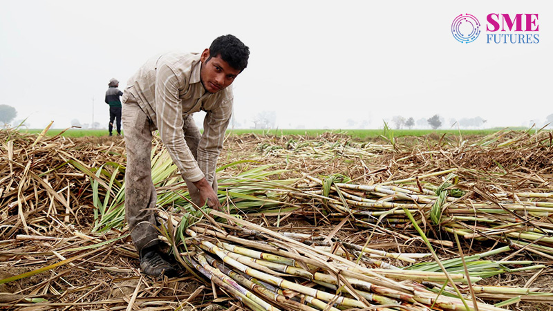 Cabinet okays 8% hike in sugarcane price to benefit 5 cr farmers