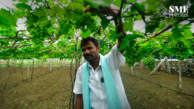 Tamil Nadu grape farmers in crisis due to heatwaves
